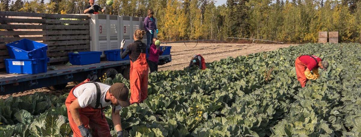 Field Scene Agricultural workers harvesting a crop