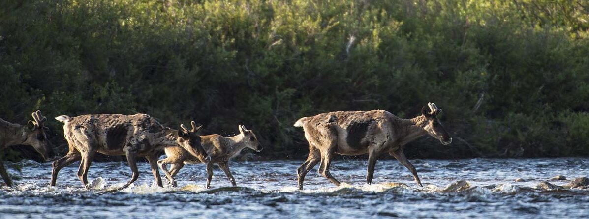 Caribou Image of caribou crossing river